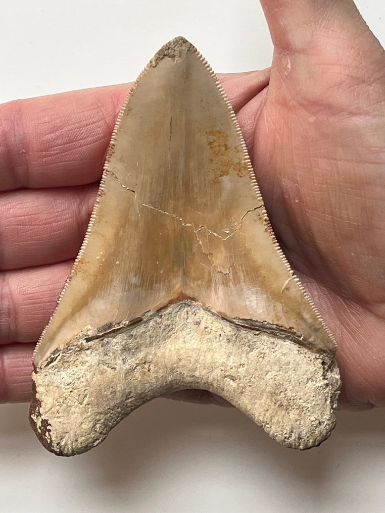 Dent de mégalodon 10,3 cm - Dent fossile - Carcharocles megalodon (Sans Prix de Réserve) #1.0
