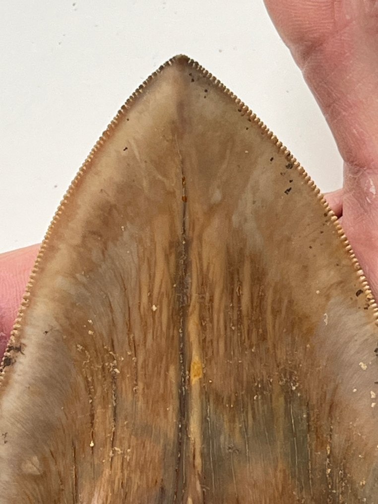 Stor Megalodon-tand 14,0 cm - Fossil tand - Carcharocles megalodon #2.1