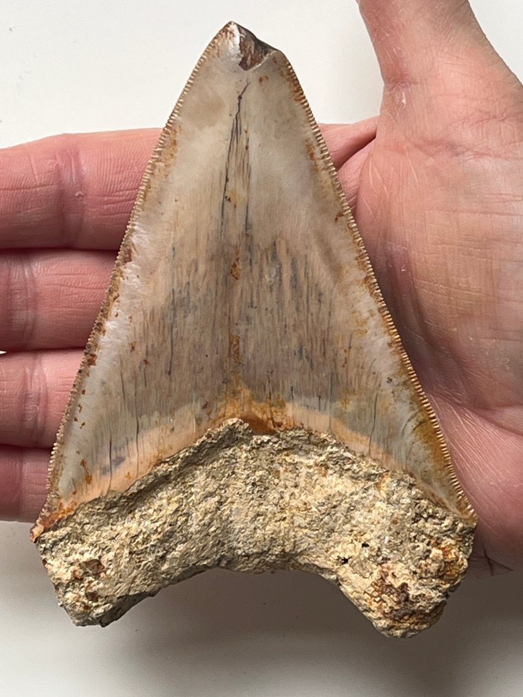Ząb megalodona 11,8 cm - Skamieniały ząb - Carcharocles megalodon #1.0