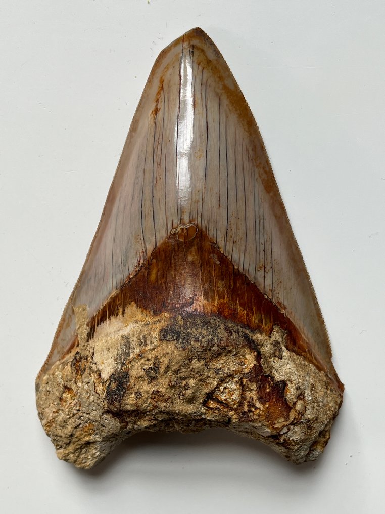Ząb megalodona 11,8 cm - Skamieniały ząb - Carcharocles megalodon #4.3