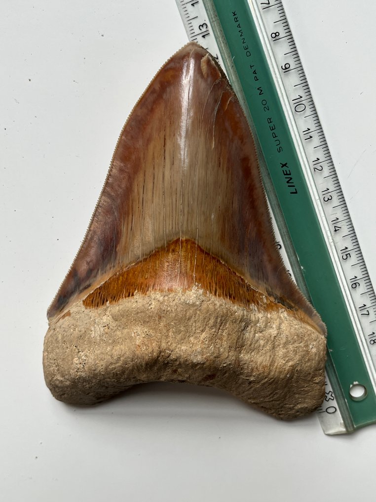 Megalodon tooth 12,7 cm - Fossil tand - Carcharocles megalodon #2.1