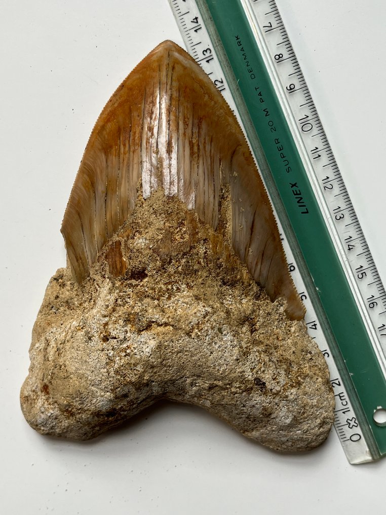 Stor Megalodon-tand 14,0 cm - Fossil tand - Carcharocles megalodon #3.2