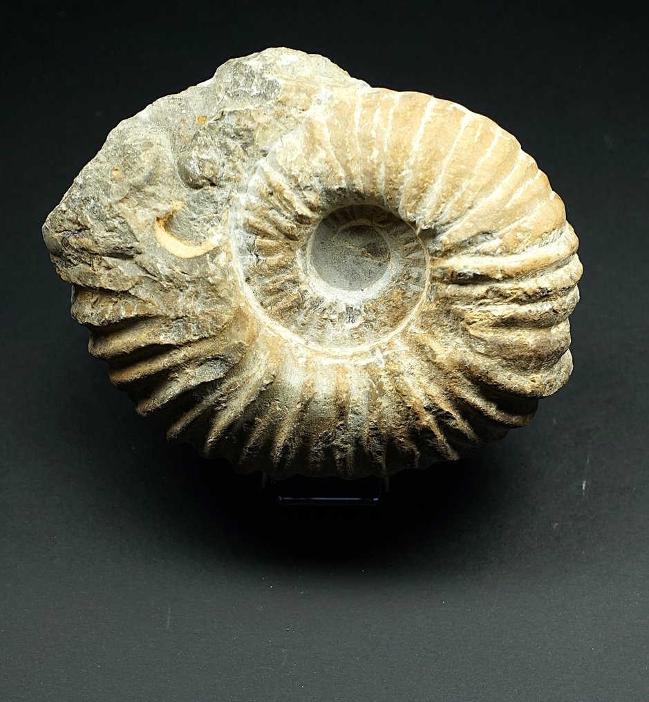 Ammoniet - Gefossiliseerde schelp - Perisphinctid - 14 cm #1.0