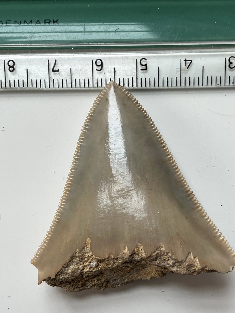 4 denti di Megalodon fino a 9,1 cm - Dente fossile - Carcharocles megalodon  (Senza Prezzo di Riserva) #4.3