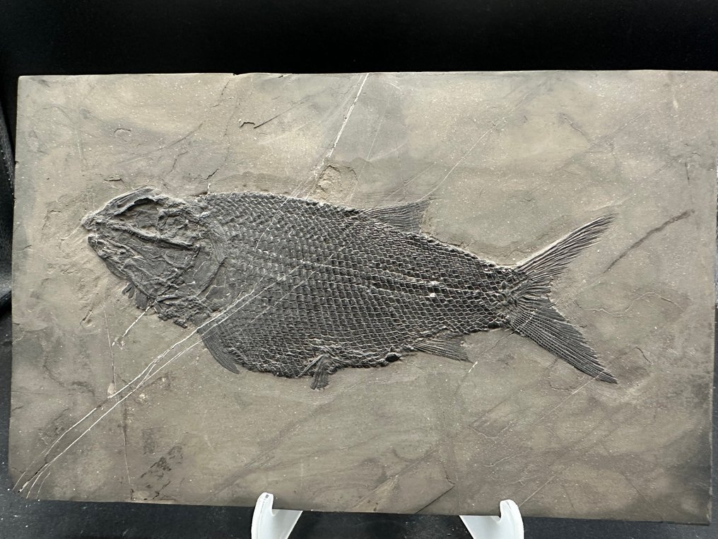 化石 - Fossil matrix - Asialepidotus - 25.2 cm - 15.7 cm #1.0