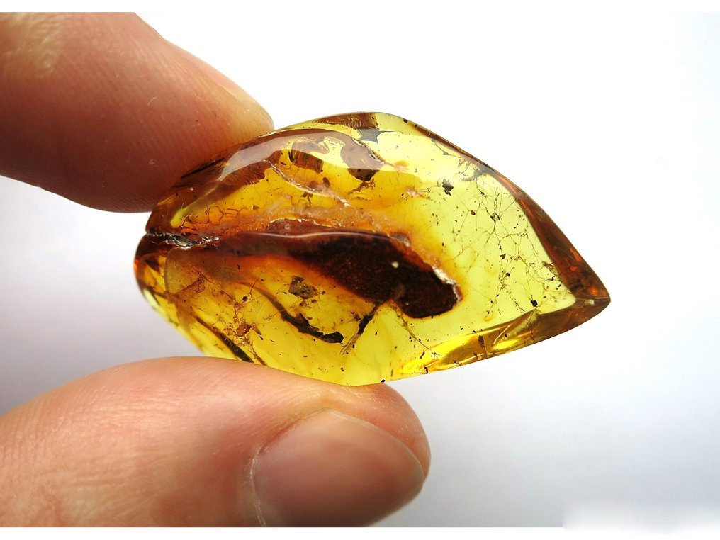 琥珀 - 琥珀 - Spider web - Rare - 36 mm - 20 mm  (没有保留价) #2.1