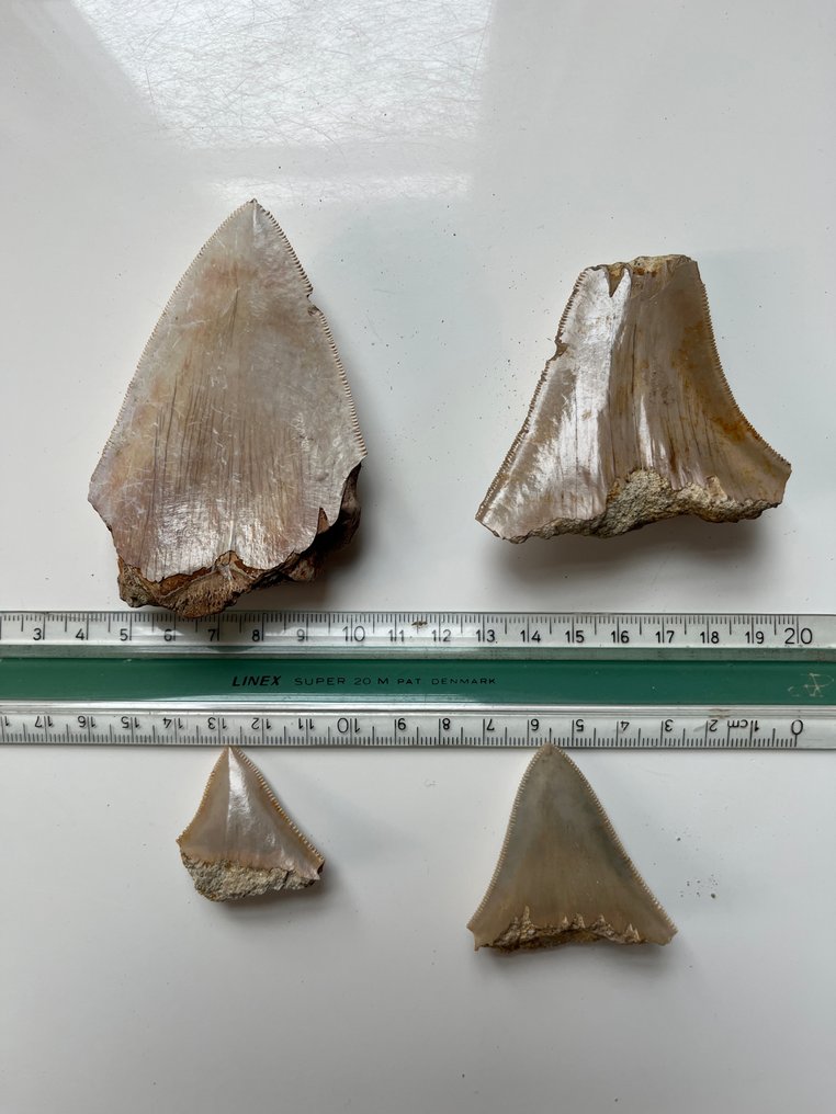 4 denti di Megalodon fino a 9,1 cm - Dente fossile - Carcharocles megalodon  (Senza Prezzo di Riserva) #1.0