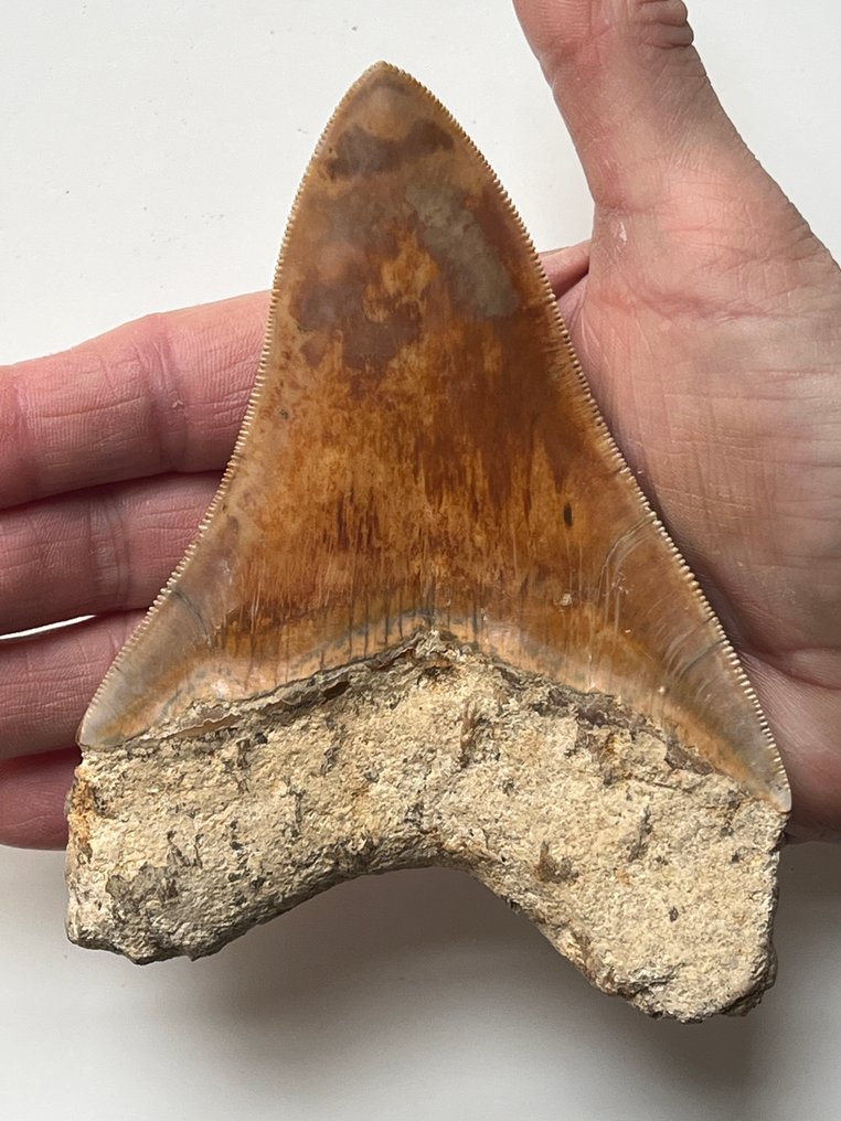 巨型鲨齿 13.1 厘米 - 牙齒化石 - Carcharocles megalodon #1.0