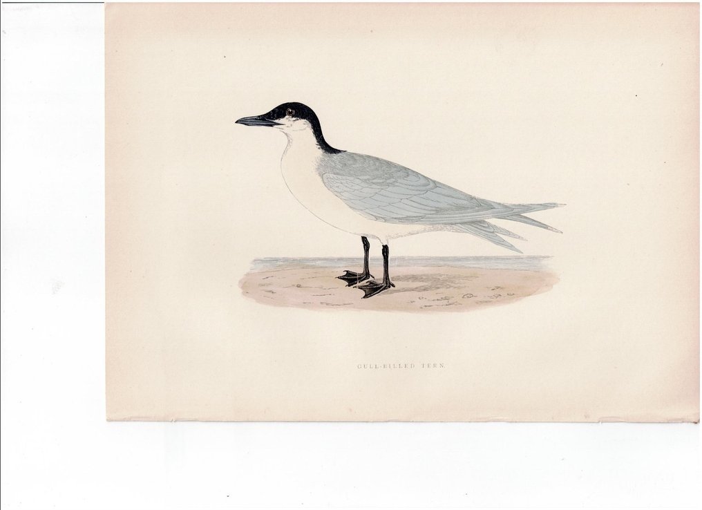 F.O. Morris/Alexander Lydon/Benjamin Fawcett - A History of British Birds. Lot with 25 plates - 1891 #3.2