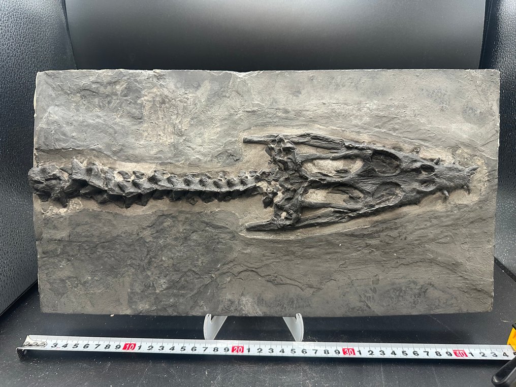 Zeereptiel - Fossiele schedel - Nothosaurus - 42 cm - 22.3 cm #1.0