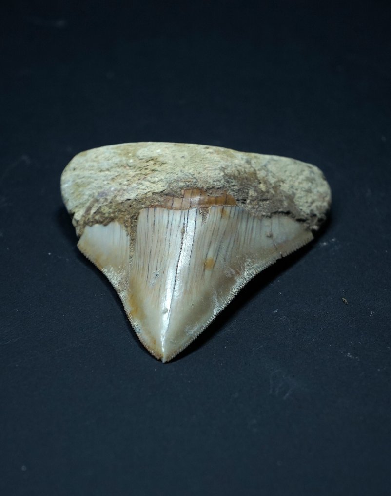 Megalodon - Dinte fosilă - 8 cm  (Fără preț de rezervă) #3.2