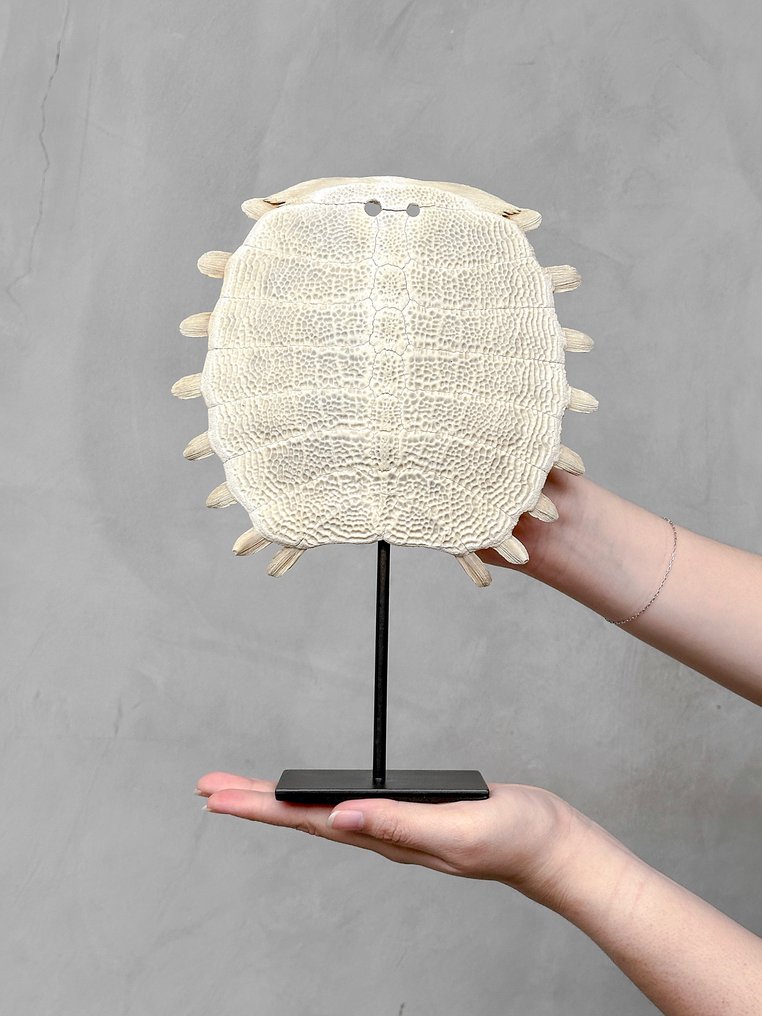 NO RESERVE PRICE - Stunning Chinese Soft-Shell Turtle Carapace on a custom stand - Bone - Pelodiscus Sinensis - 30 cm - 21 cm - 7 cm- Non-CITES species - (1) #1.0