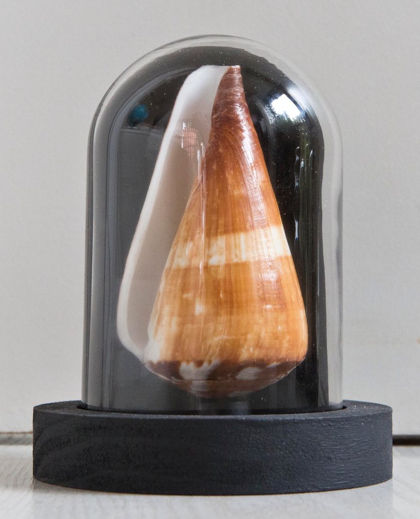 士兵之壳 標本全身支架 - Conus miles - 14 cm - 11 cm - 11 cm - 非《瀕臨絕種野生動植物國際貿易公約》物種 - 1 #1.0