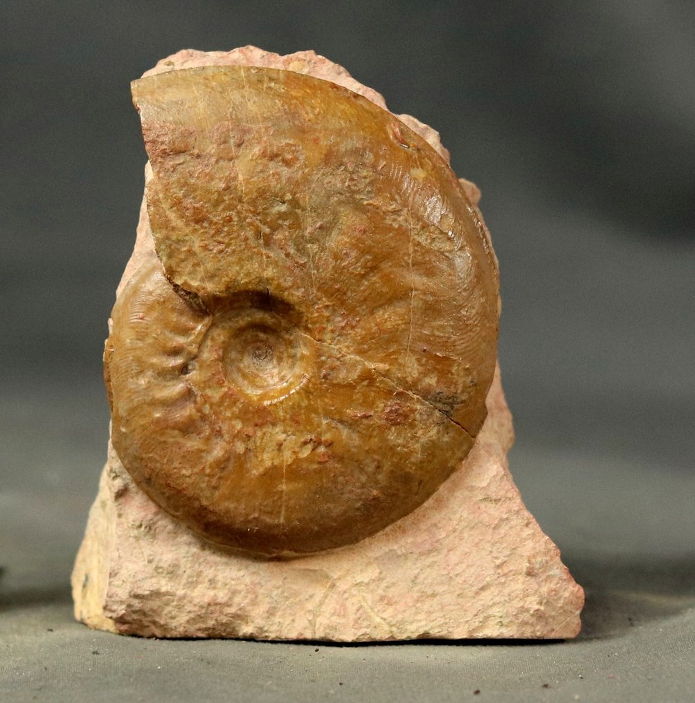 Fijnste en kleurrijke Juraanse ammoniet - Gefossiliseerd dier - Pleydellia misera  (Zonder Minimumprijs) #1.0