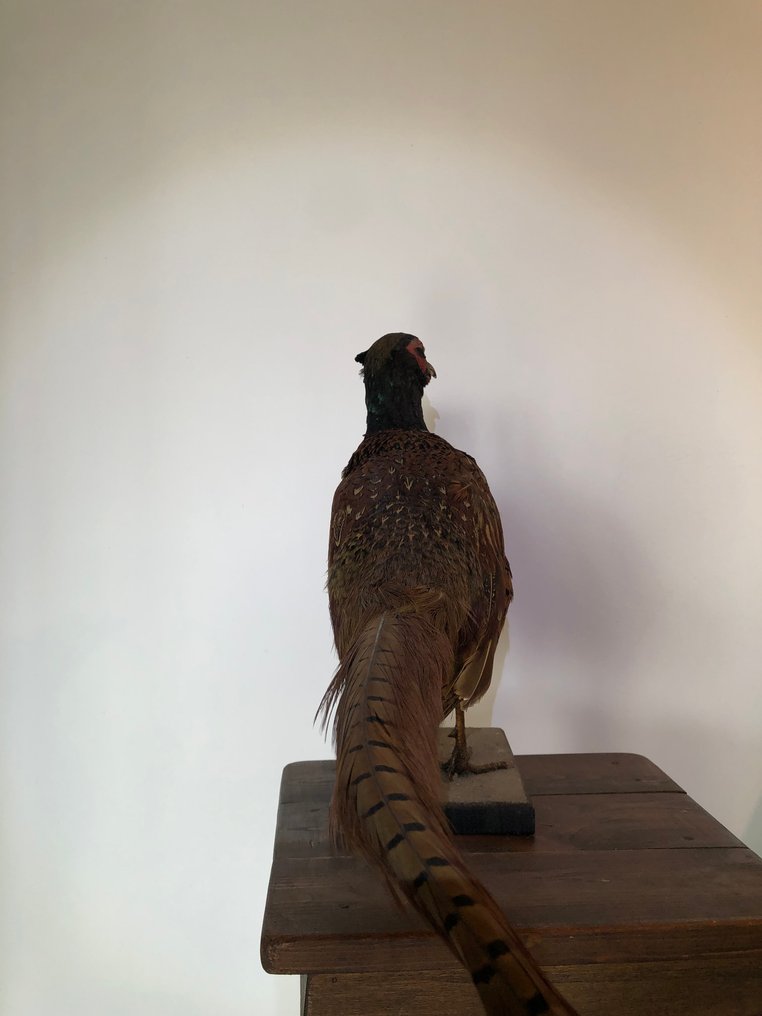 Fagiano Allestimento tassidermico a corpo intero - phasianus colchicus - 34 cm - 12 cm - 70 cm - Specie non CITES - 1 #2.1