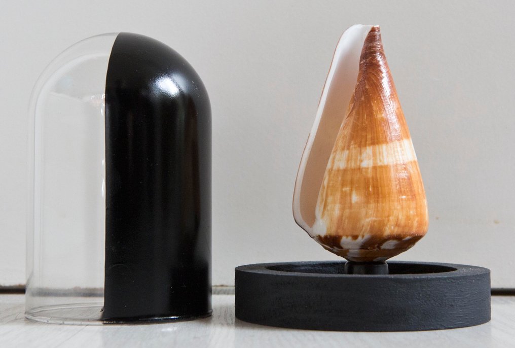 士兵之壳 標本全身支架 - Conus miles - 14 cm - 11 cm - 11 cm - 非《瀕臨絕種野生動植物國際貿易公約》物種 - 1 #2.1