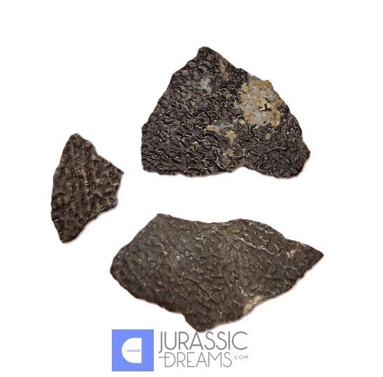 化石蛋 - Exceedingly Rare Hadrosaurid (cf Maisaura peeblesorum) Set of 3 Egg Shells - Two Medicine Fm (沒有保留價) #1.0