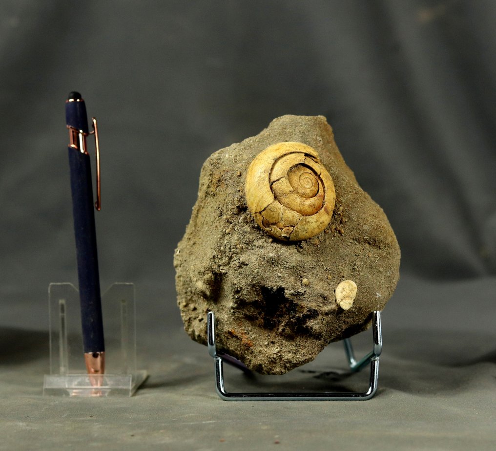 Fijn fossiele schelp - Gefossiliseerd dier - Mesontodopsis chaixi - 13 cm - 10 cm  (Zonder Minimumprijs) #1.0