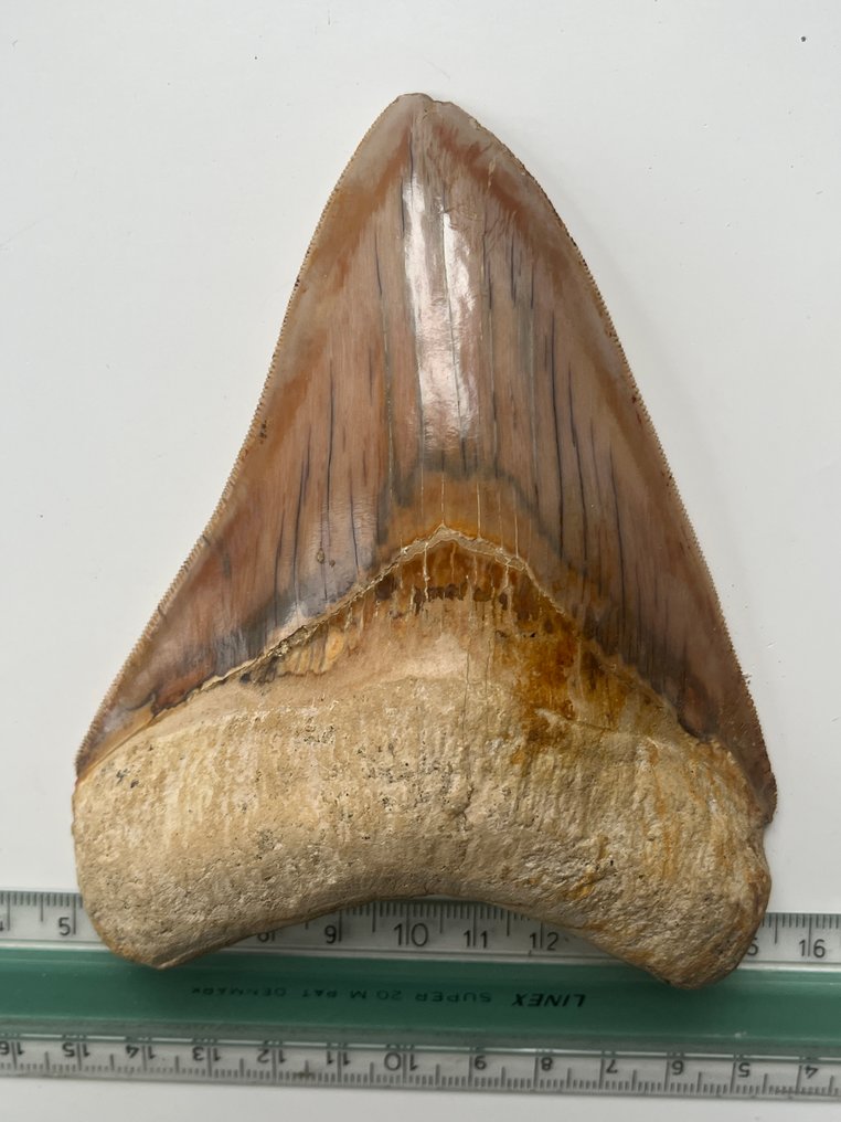 Diente de Megalodon enorme, 13,1 cm. - Diente fósil - Carcharocles megalodon #4.3
