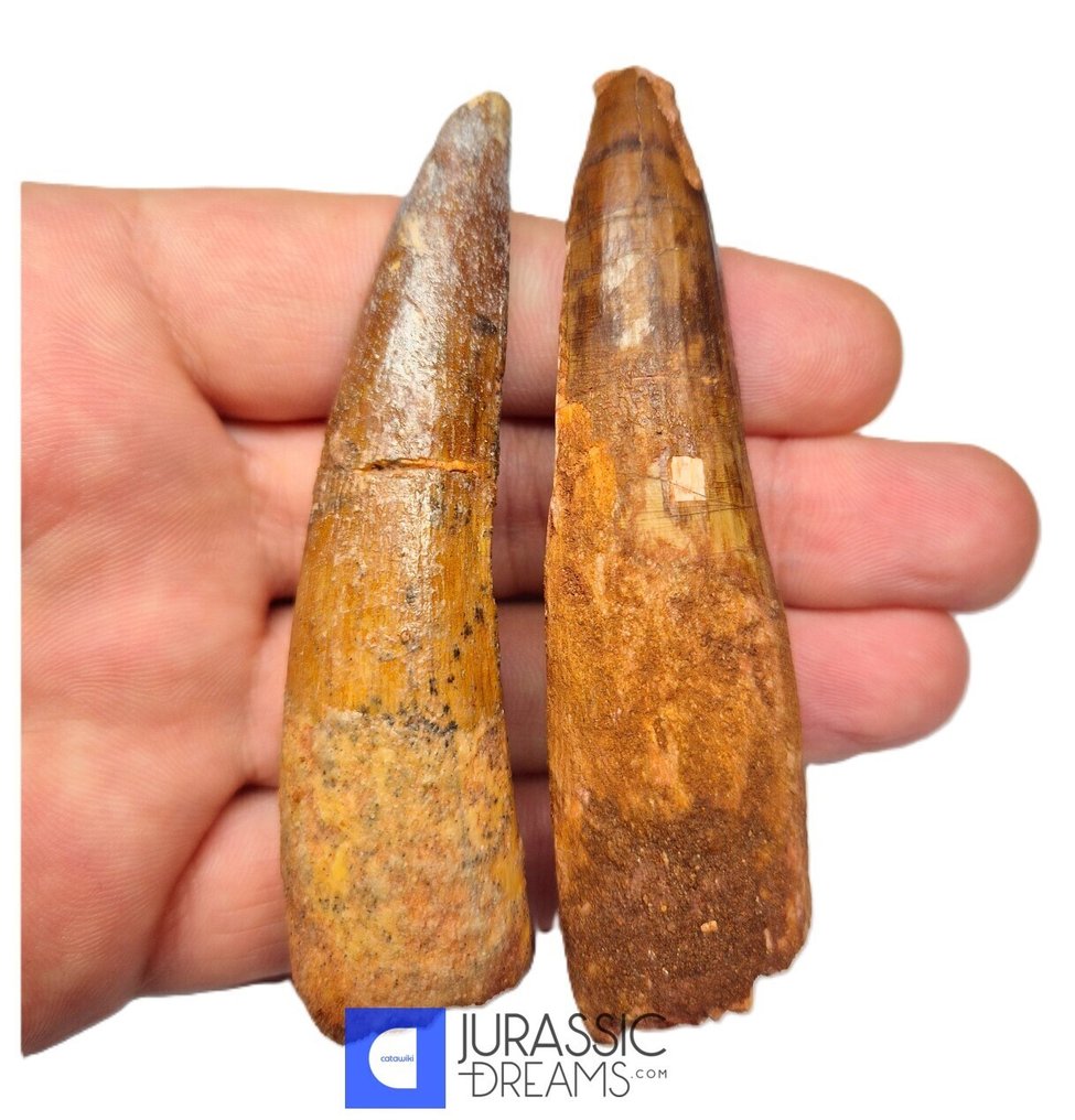 Σετ 2 μεγάλων αναπαλαιωμένων δοντιών δεινοσαύρου Spinosaurus aegyptiacus - Κρητιδικά κρεβάτια KemKem - Απολιθωμένο δόντι  (χωρίς τιμή ασφαλείας) #1.0