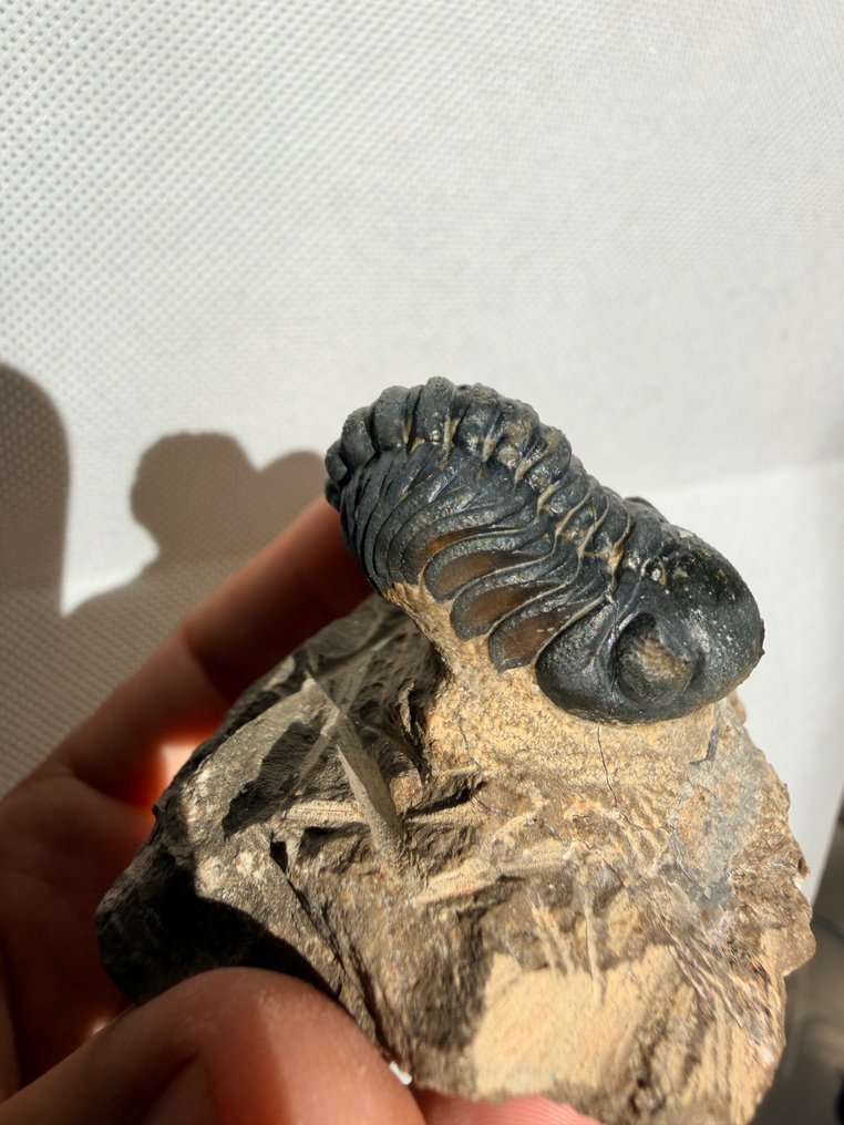 三叶虫 - 动物化石 - Phacops - 5 cm  (没有保留价) #2.1