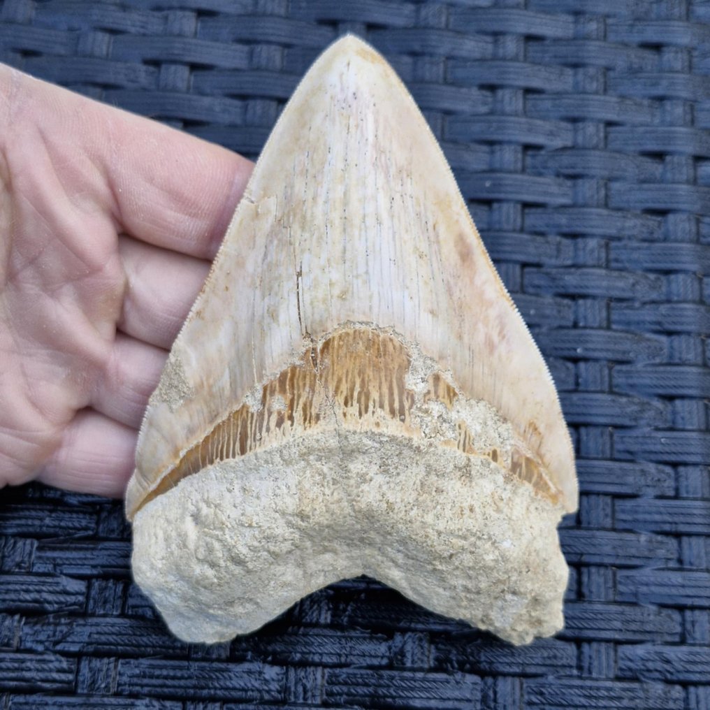 Μεγάλο υπερ-οξυδερκές ποιοτικό Megalodon Shark. - Απολιθωμένο δόντι - Megaselachus megalodon - 131 mm - 95 mm #1.0