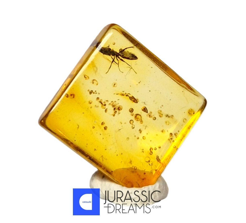 Inclusão de fóssil de formiga de grau gemológico ANT em âmbar báltico genuíno em caixa de exibição - Âmbar  (Sem preço de reserva) #2.1