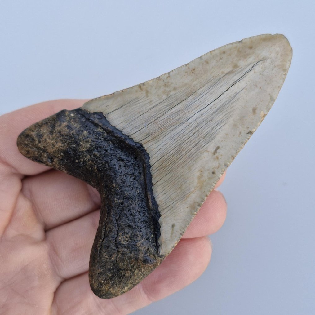 Καρχαρίας Megalodon. - Απολιθωμένο δόντι - megaselachus megalodon - 94 mm - 59 mm  (χωρίς τιμή ασφαλείας) #3.2