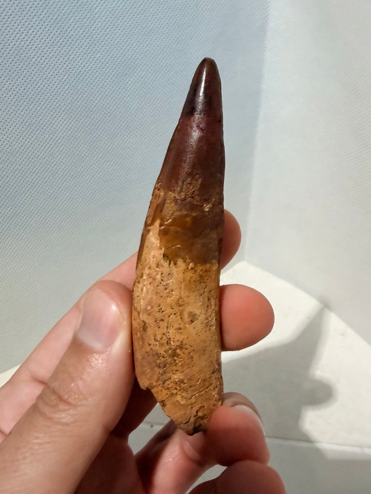 Dinosaure - Dent fossile - Spinosaurus aegyptiacus - 9.5 cm (Sans prix de réserve) #2.1