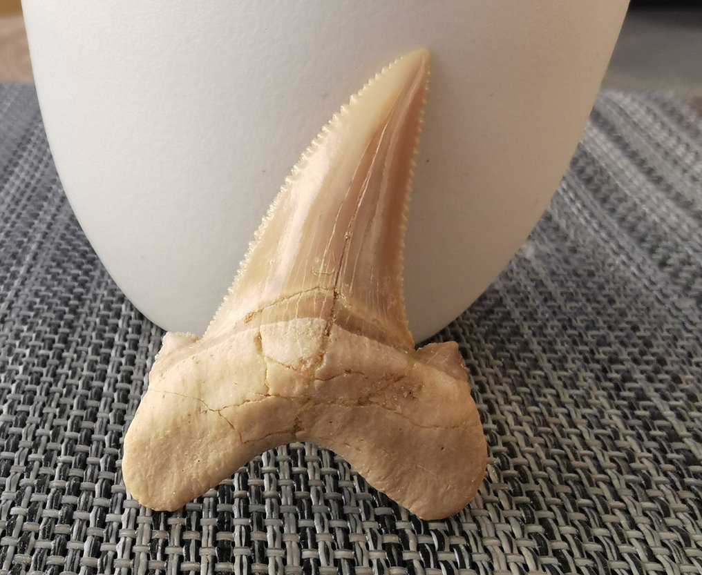 鲨鱼 - 牙齿化石 - Otodus Auriculatus - 4.7 cm - 3.2 cm  (没有保留价) #1.0