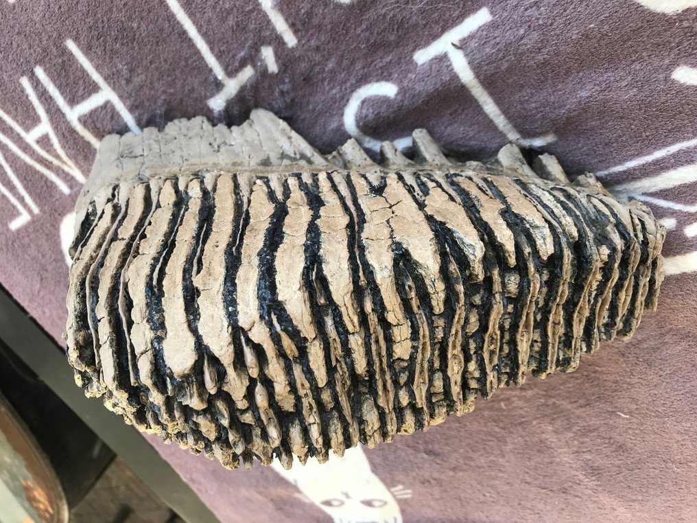 Μαλλιαρό μαμούθ - Απολιθωμένο γομφίο - 17 cm - 30 cm #1.0