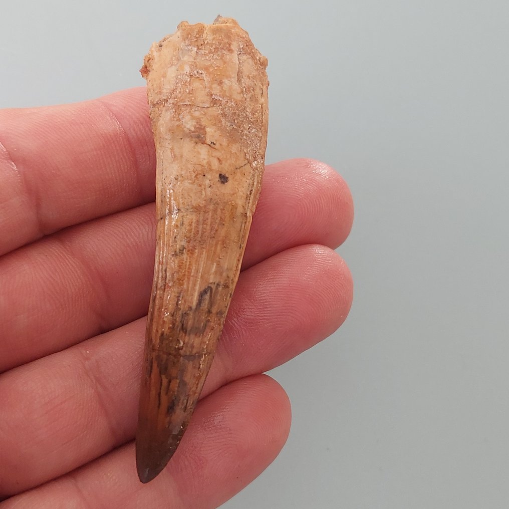Δεινόσαυρος - Απολιθωμένο δόντι - Spinosaurus aegyptiacus - 80 mm - 22 mm #3.2