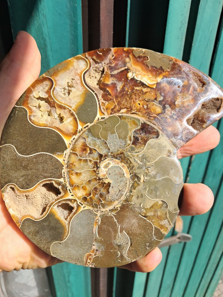 Ammonite - Απολιθωμένο ζώο - Aioloceras (Cleoniceras) sp. - 15.3 cm - 12.3 cm  (χωρίς τιμή ασφαλείας) #3.2