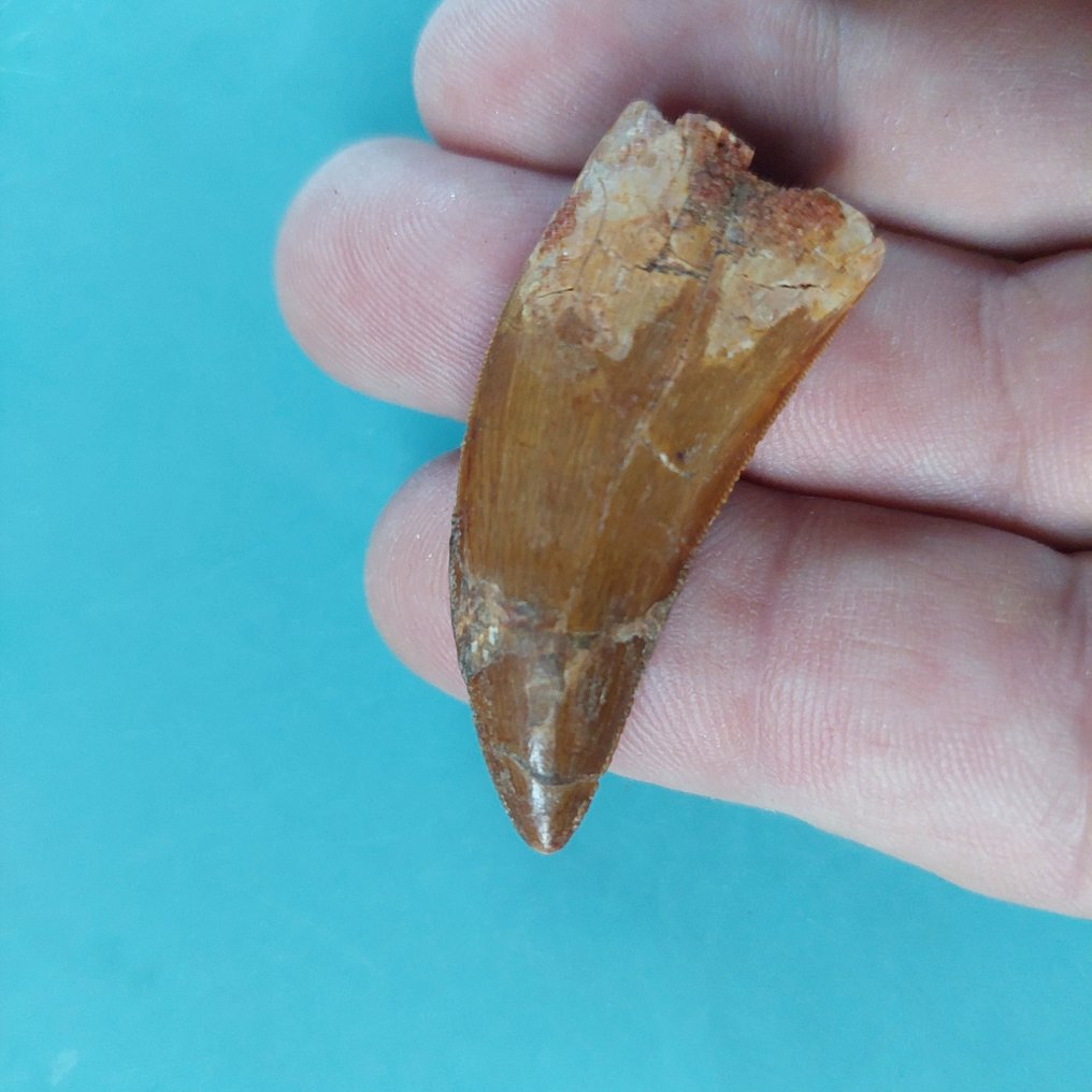 Dinosaurio - Diente fósil - Carcharodontosaurus sp. - 47 mm - 18 mm #1.0