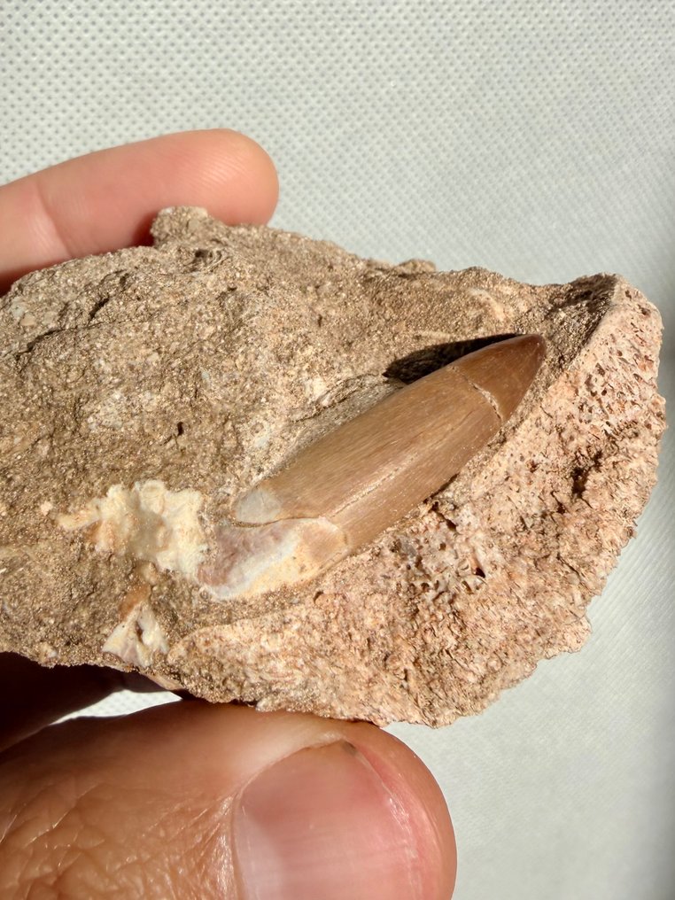 Marine krybdyr - Fossil tand - Plesiosaurus - 8.3 cm  (Ingen mindstepris) #1.0