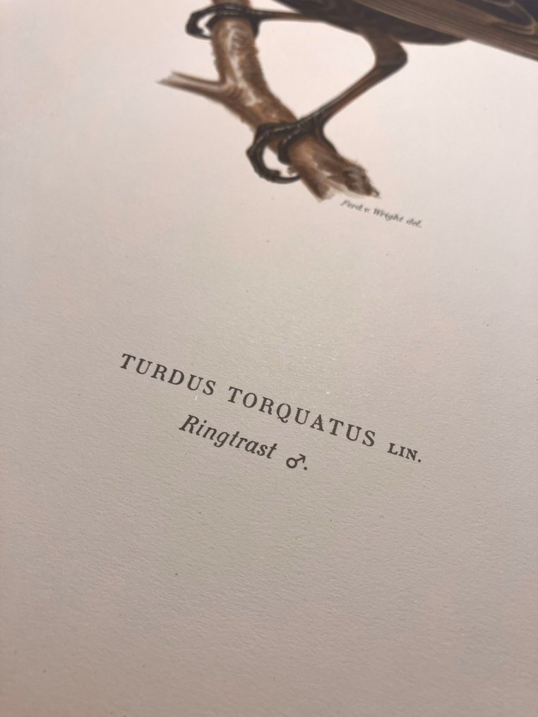 Von Wright brothers & Bror Halberg - Ring ouzel lithographic plate from "Svenska Fåglar efter Naturen och på Sten ritade" - 1917-1929 #2.1