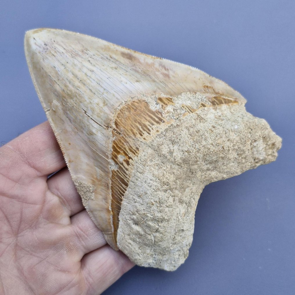 Μεγάλο υπερ-οξυδερκές ποιοτικό Megalodon Shark. - Απολιθωμένο δόντι - Megaselachus megalodon - 131 mm - 95 mm #2.1