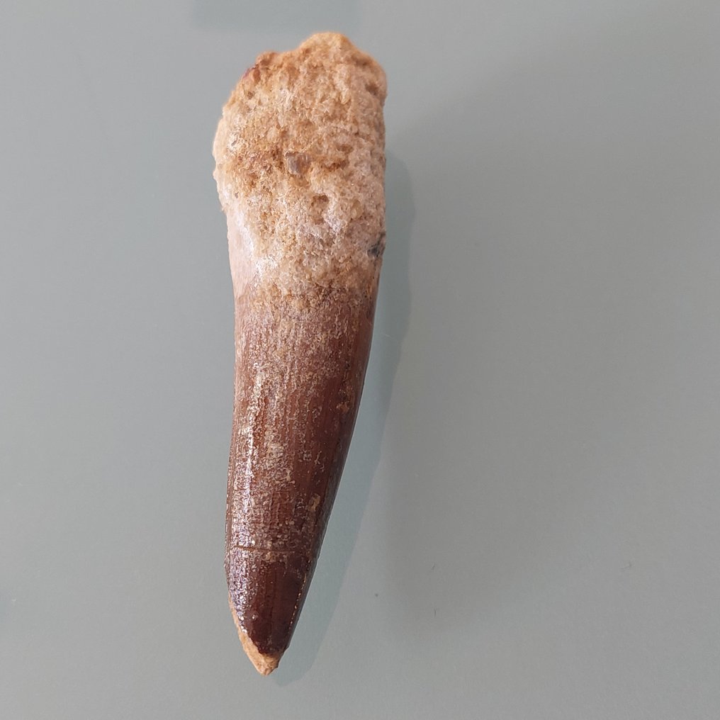 Δεινόσαυρος - Απολιθωμένο δόντι - Spinosaurus aegyptiacus - 80 mm - 20 mm #2.1