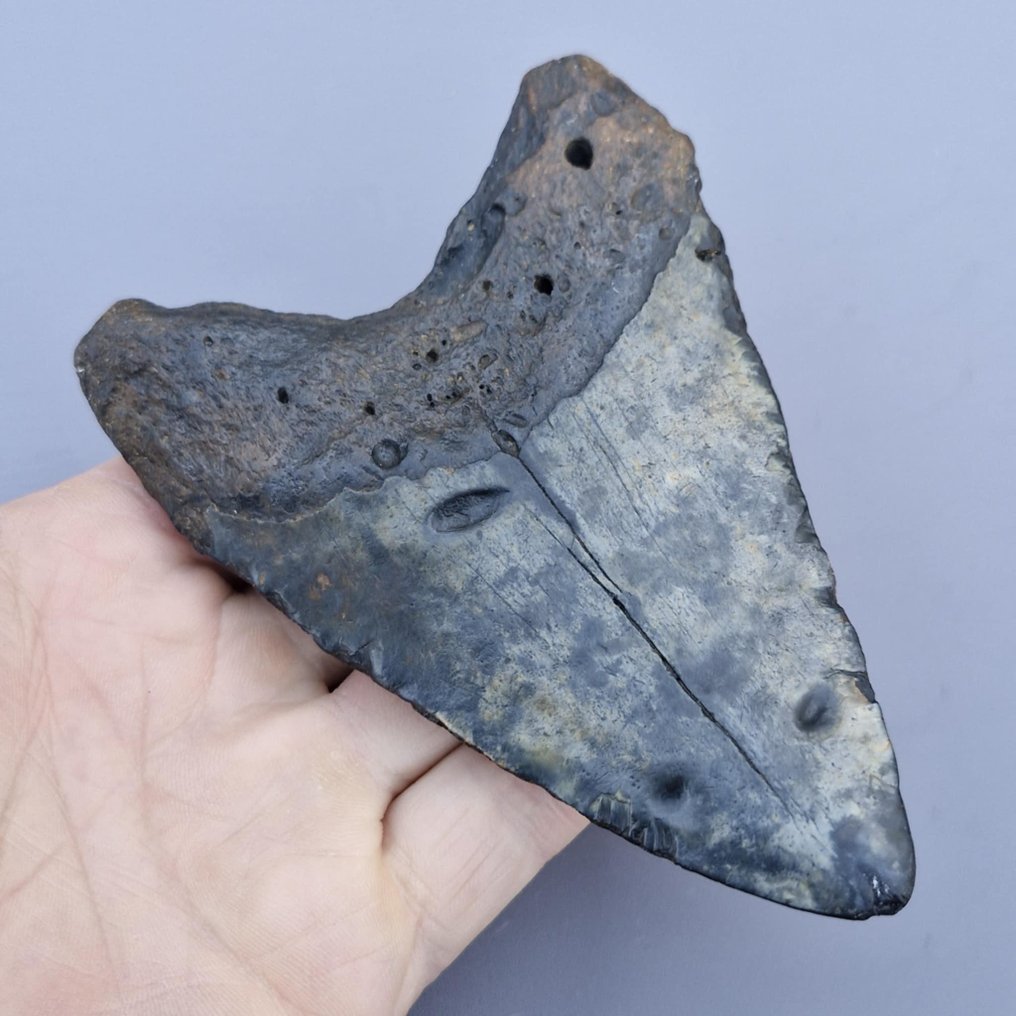 Καρχαρίας Megalodon. - Απολιθωμένο δόντι - megaselachus megalodon - 126 mm - 87 mm (χωρίς τιμή ασφαλείας) #3.2