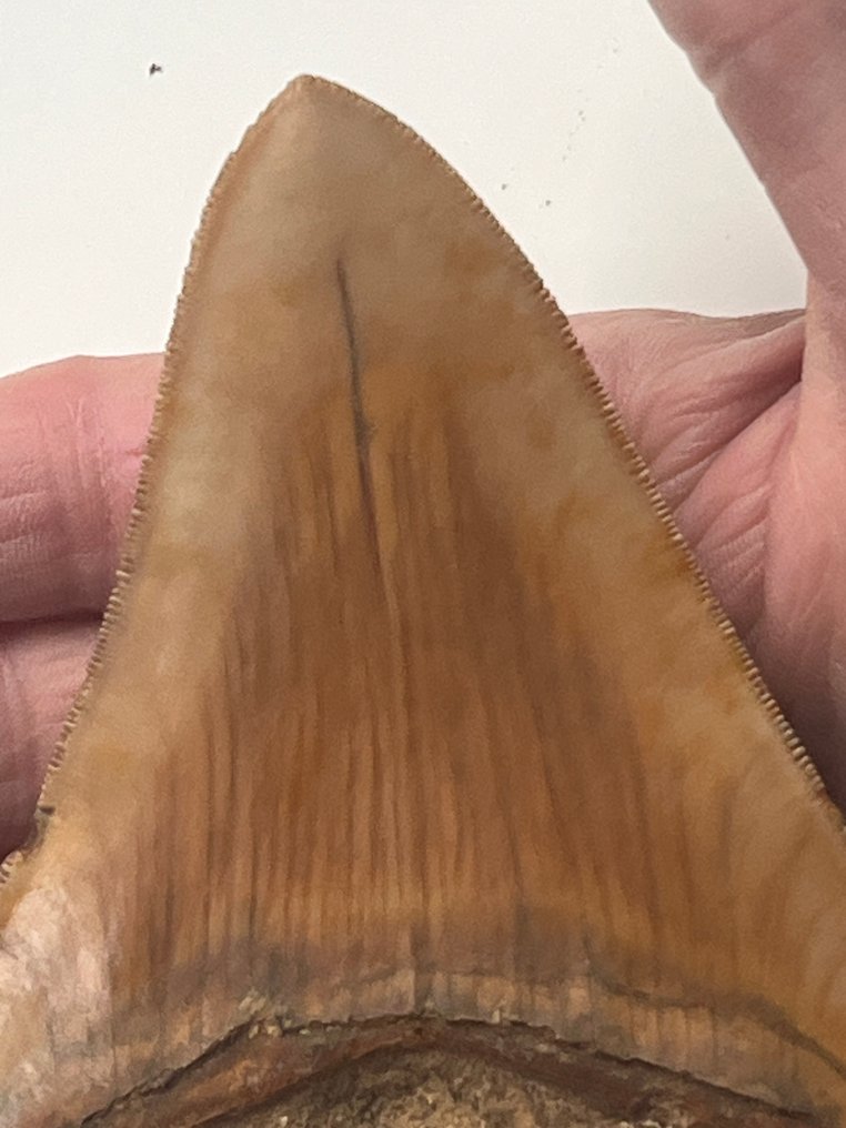 Dente di Megalodon 12,4 cm - Dente fossile - Carcharocles megalodon #2.1