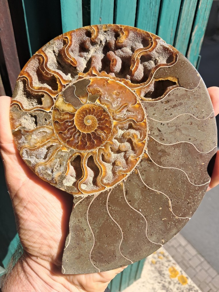 Ammonite - Απολιθωμένο ζώο - Aioloceras (Cleoniceras) sp. - 17.5 cm - 13.8 cm  (χωρίς τιμή ασφαλείας) #4.3