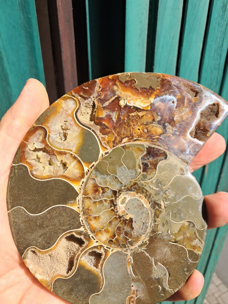 Ammonite - Απολιθωμένο ζώο - Aioloceras (Cleoniceras) sp. - 15.3 cm - 12.3 cm  (χωρίς τιμή ασφαλείας) #2.1