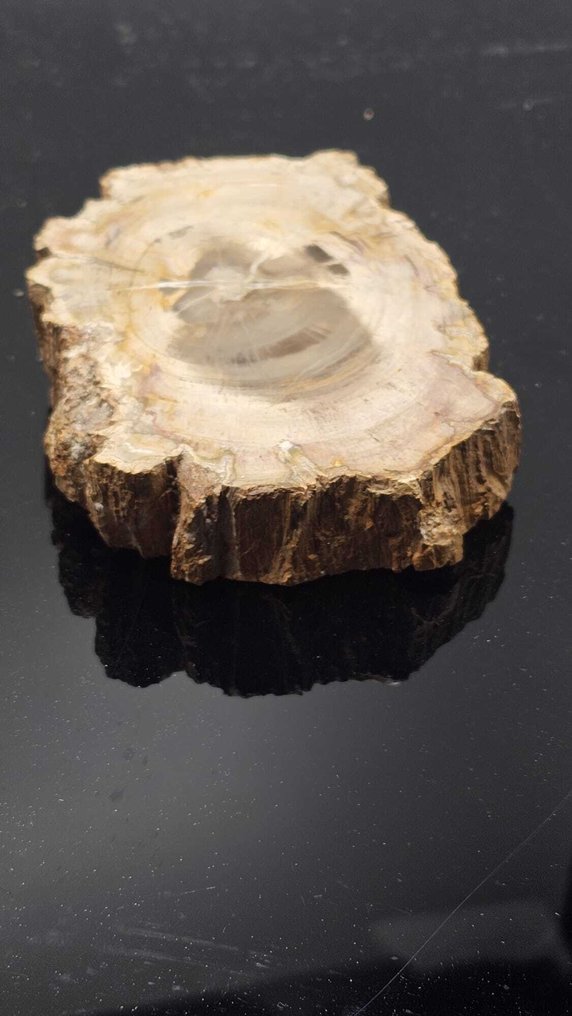 化石木材 - 骨骼化石 - 3 cm - 9 cm  (沒有保留價) #3.2