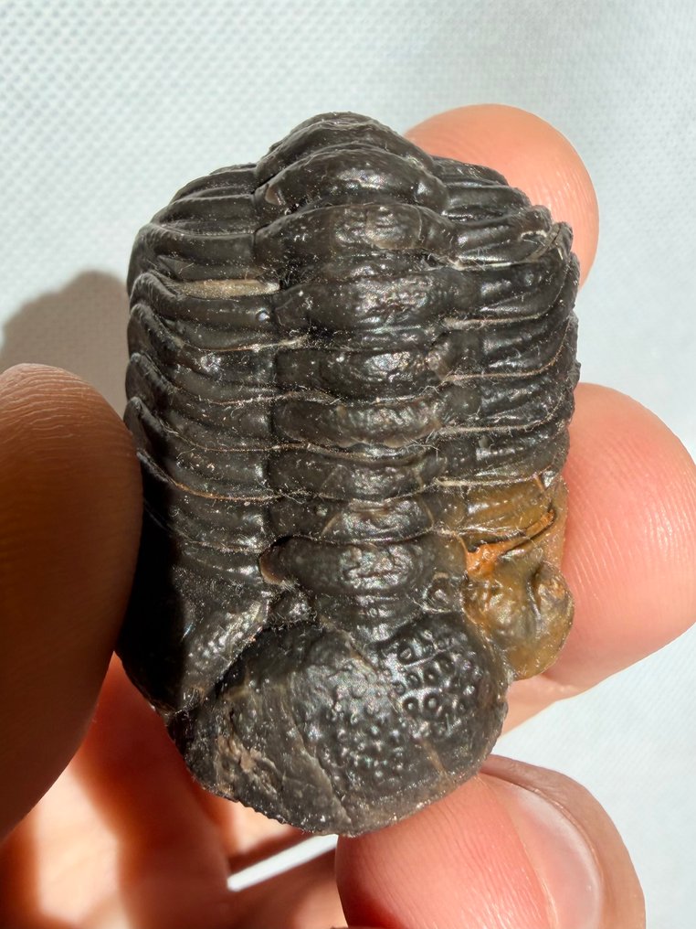 三叶虫 - 动物化石 - Reedops - 4.2 cm  (没有保留价) #4.3