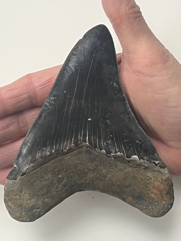 Diente de Megalodon enorme, 13,3 cm. - Diente fósil - Carcharocles megalodon #1.0