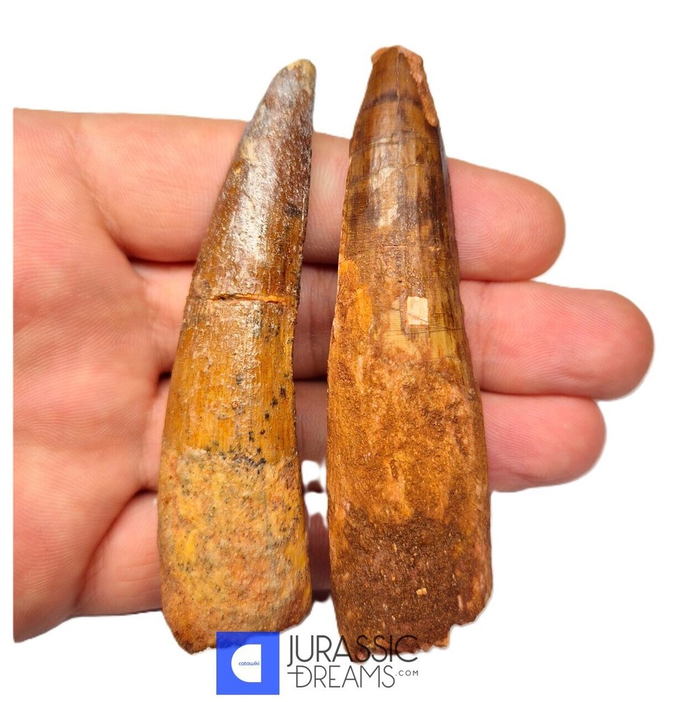 Σετ 2 μεγάλων αναπαλαιωμένων δοντιών δεινοσαύρου Spinosaurus aegyptiacus - Κρητιδικά κρεβάτια KemKem - Απολιθωμένο δόντι  (χωρίς τιμή ασφαλείας) #2.1