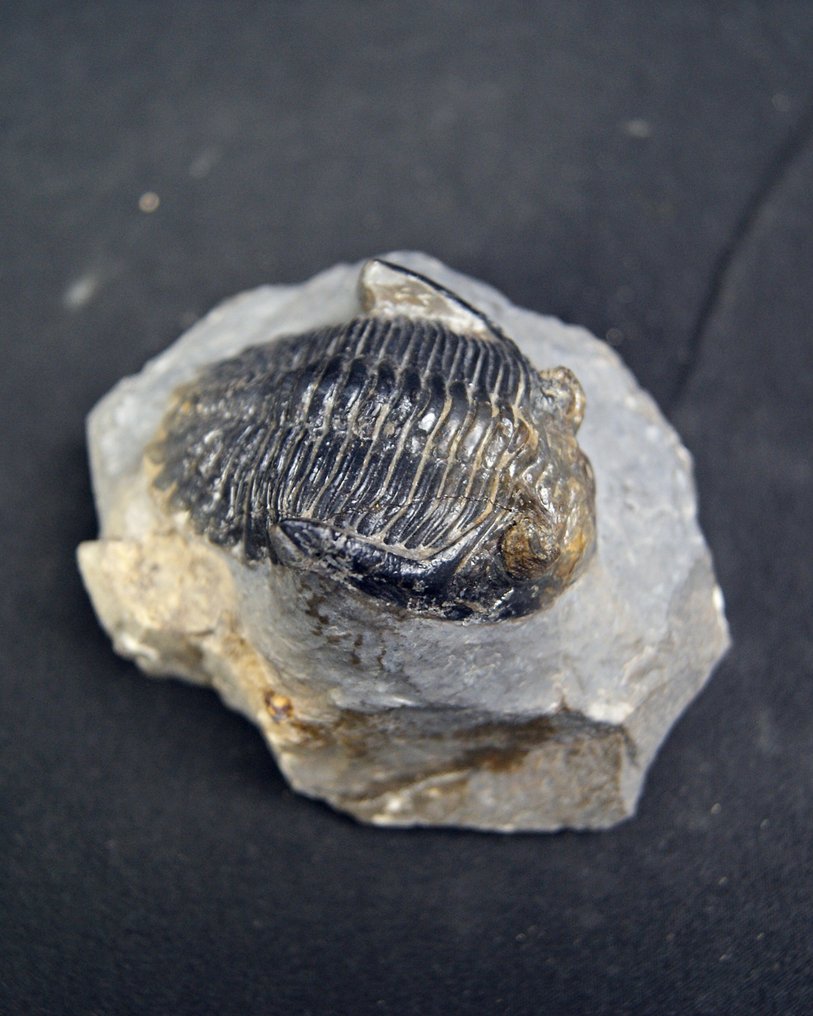 Trilobite - Απολιθωμένο ζώο - Hollardops mesocristata alta calidad  (χωρίς τιμή ασφαλείας) #4.3