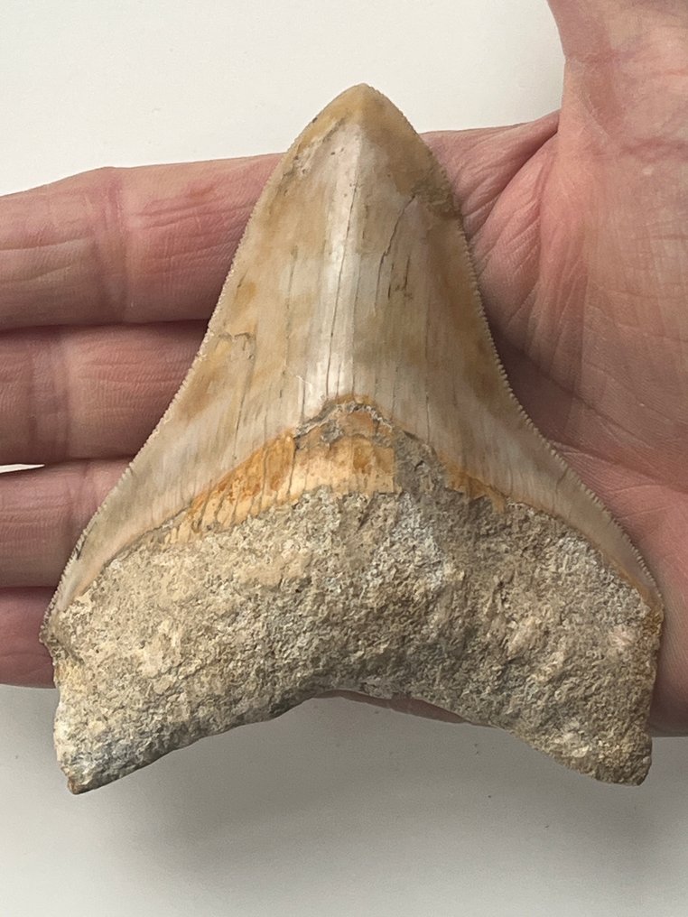 Dente di Megalodon 10,5 cm - Dente fossile - Carcharocles megalodon #1.0