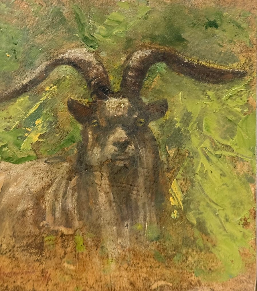 Alceste Campriani (1848-1933), Attr. - Capra #2.1