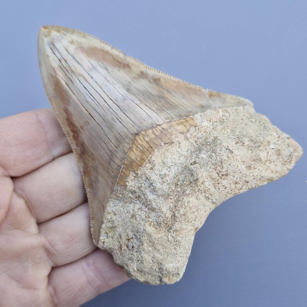 Καρχαρίας Megalodon. - Απολιθωμένο δόντι - megaselachus megalodon - 110 mm - 82 mm  (χωρίς τιμή ασφαλείας) #1.0